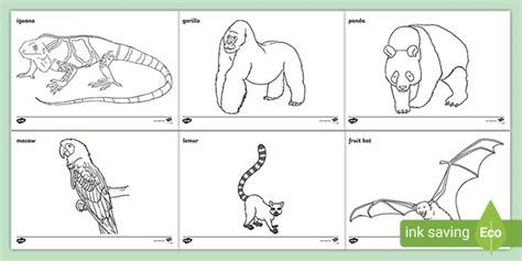 jungle animals colouring pages junior  senior infants