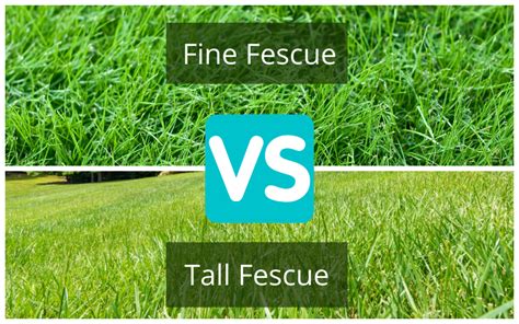 tall fescue  fine fescue turf comparison