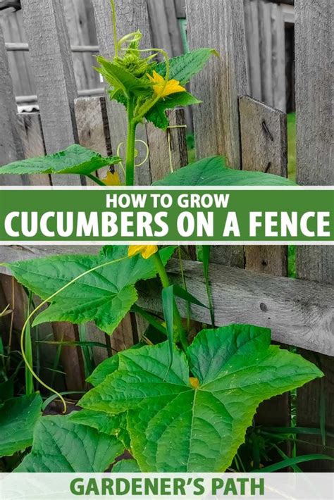 grow cucumbers vertically   fence gardeners path