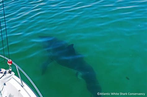 Researchers Spot First Great White Shark Of The Season The Boston Globe