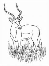 Antilope Ausmalbild Gazelle Zum Impala sketch template