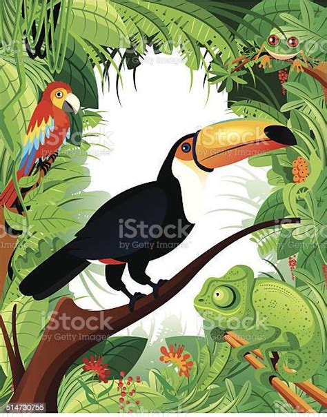 rừng mưa nhiệt Đới và toucan hình minh họa sẵn có tải xuống hình ảnh