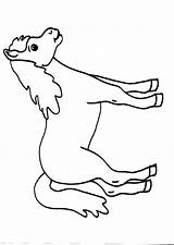 Colorare Cavallo Disegno Fattoria Cavallino Puledro Bambiniinfattoria Disegnare Veri Stallone Bacheca Scegli Vitalcom sketch template