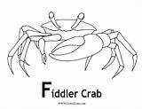 Crab Fiddler Coloring sketch template