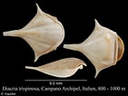 Afbeeldingsresultaten voor "diacria trispinosa Atlantica". Grootte: 141 x 106. Bron: www.marinespecies.org