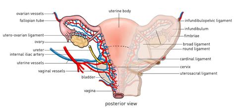 Open Abdominal Hysterectomy Cadaver Incision Academy