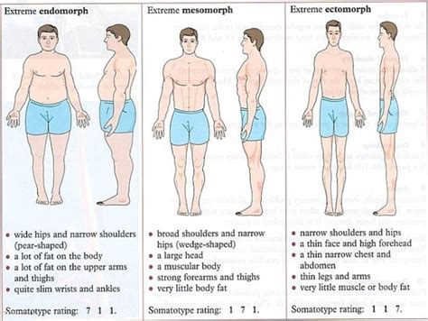 Endomorph Somatotype Diet
