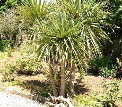 cordyline australis  tropical palm tree   cooler climate dengarden
