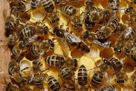 ¿por Qué No Todas Las Abejas Pueden Ser Reina • Teorema Ambiental