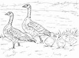 Goose Coloring Family Pages Cackling Canada Clipart Snow Geese Flying Printable Nene Baby Color Template Drawings Book Supercoloring Sketch Clipground sketch template