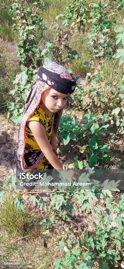 Schönes Pakistanisches Kleines Mädchen Das Baumwolle Auf Dem Feld Mit