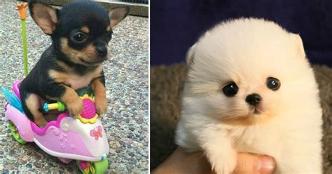 20 fotos de cachorros pequenininhos o que não tem de tamanho tem de