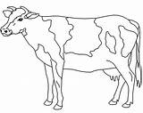 Cow Coloring Pages Printable sketch template