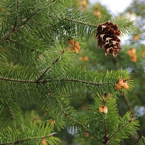 pseudotsuga menziesii vente sapin de douglas pin de l