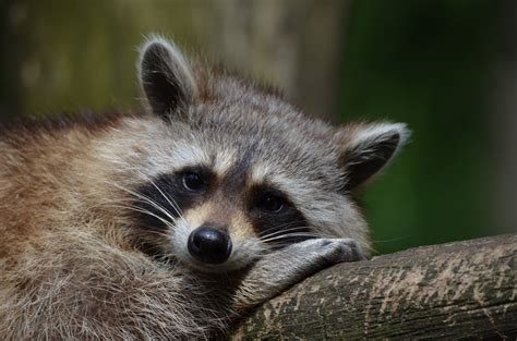 interesting facts  raccoons sos wildlife control