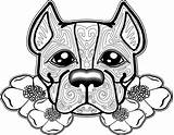 Pitbull Face Coloring Pages Getdrawings Drawing sketch template