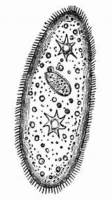 Paramecium Tiff Resolution sketch template