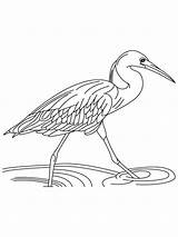 Coloring Egret Heron Pages Running Water Printable Designlooter Egrets Birds Getcolorings 2kb 1000px Print sketch template