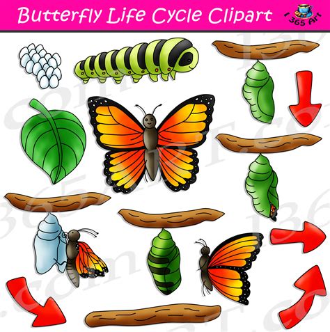 butterfly life cycle clipart bundle clipart  school