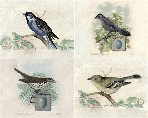 vintage bird prints printable ella claire