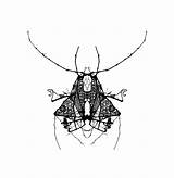 Gomez Bug sketch template