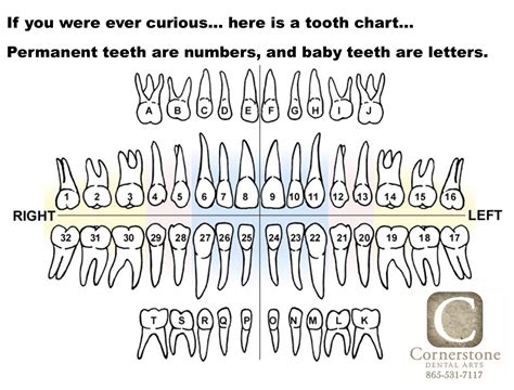 tooth chart   tooth map  shows  lettering