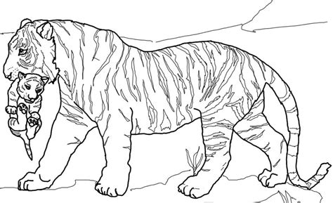 tiger coloring pages  preschool  getdrawings