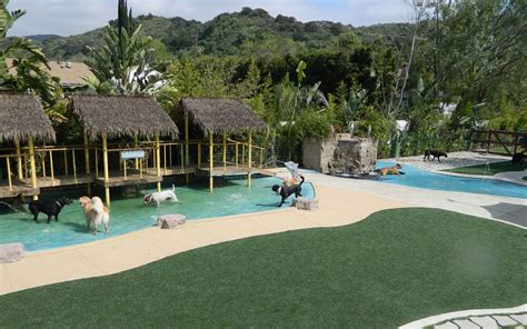 waterpark paradise ranch pet resort
