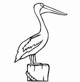 Pelican Coloring Pages Bird Color Online Drawing Drawings Animals Perched Fish Colouring Printable Cartoon Sheet Animal Print Back Draw Choose sketch template