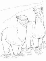 Alpaca Alpacas Supercoloring sketch template