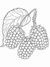 Blackberry Coloring Pages Color Berries Printable Fruits sketch template