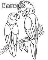 Kleurplaten Papagaai Wandbemalung Animaatjes Parrot sketch template