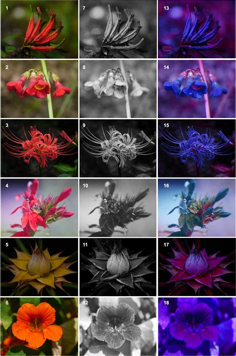 Frontiers Flower Color Evolution And The Evidence Of Pollinator