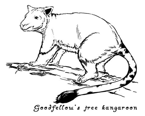 matschies tree kangaroo coloring page  printable coloring pages