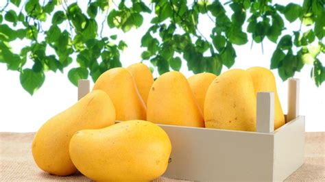 oman goes crazy over first shipment of pakistani mangoes al bawaba
