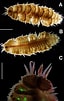 Afbeeldingsresultaten voor "polynoe Scolopendrina". Grootte: 64 x 101. Bron: www.frontiersin.org