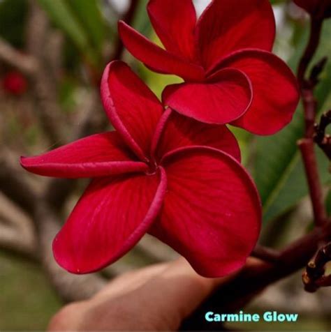 plumeria plumeria hawaiian flowers frangipani