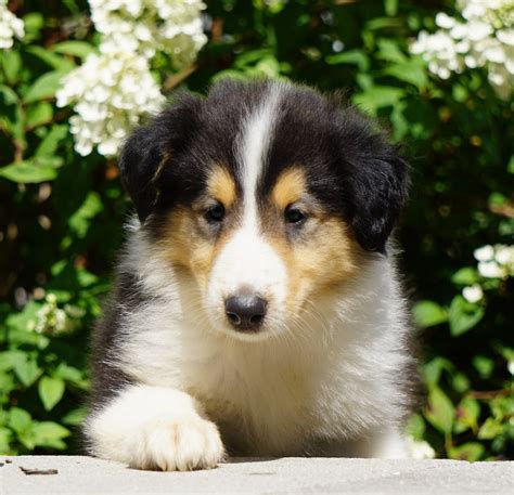 lassie collie for sale fredericksburg oh male dakota ac puppies llc