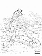 Mamba Python Drawing Ball Coloring Pages Getdrawings Reptiles sketch template