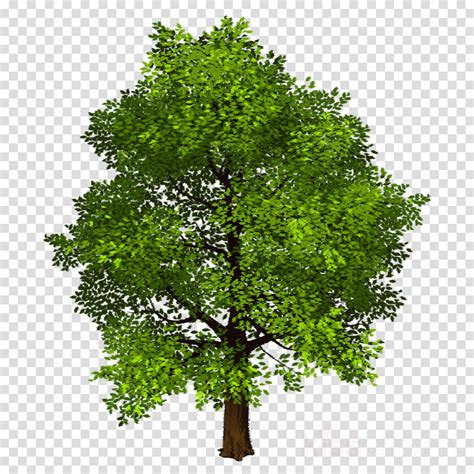 transparent background photo shop trees png tree