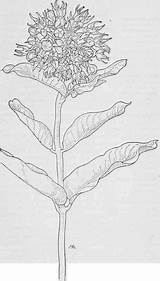 Milkweed Asclepias Speciosa Showy sketch template