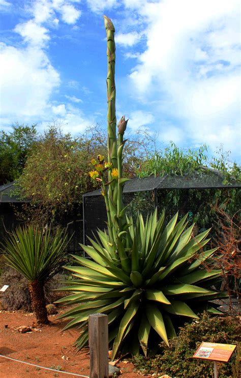 agave  bloom  living coast discovery center