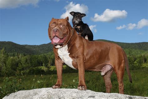 World S Biggest Pitbull Hulk Has A New Bff In Tiny Chihuahua Mami