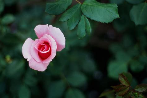 buy   rose flickr