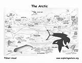 Tundra Arctic Biome Artic Polar sketch template