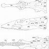 Afbeeldingsresultaten voor Panturichthys fowleri Anatomie. Grootte: 102 x 102. Bron: www.researchgate.net