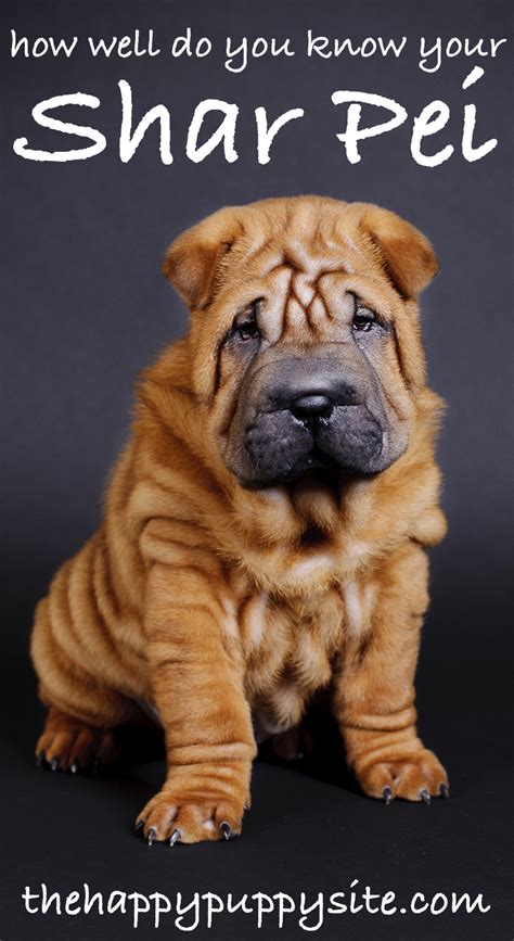 complete guide   shar pei dog breed