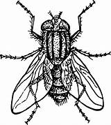 Fly Clipart Clip House Biology Animal Library sketch template