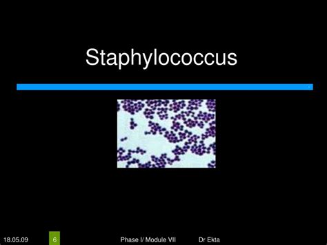 Ppt Medically Important Bacteria Gram Positive Cocci
