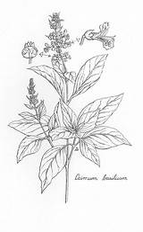 Basil Drawing Plant Botanical Drawings Herb Paintingvalley sketch template